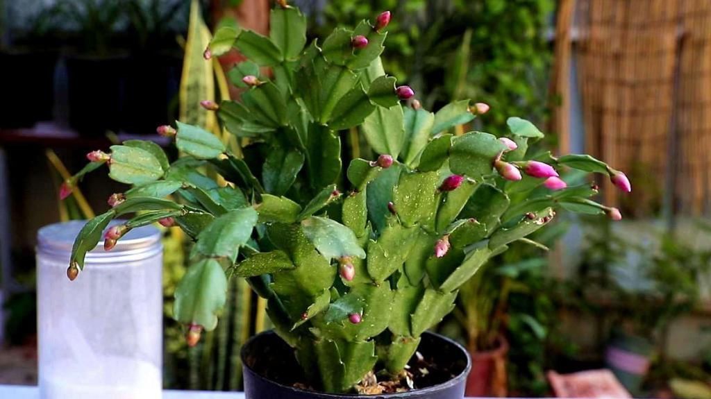 冬天蟹爪兰的盆里埋点它,猛冒嫩芽,花开不断!