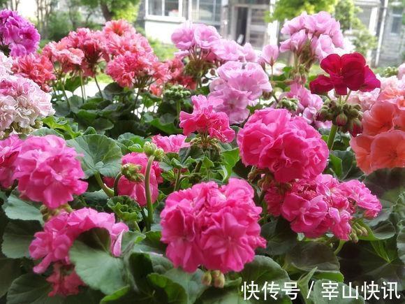 秋天的天竺葵“掐头去尾”，喂点“开花肥”，40天开花一团团