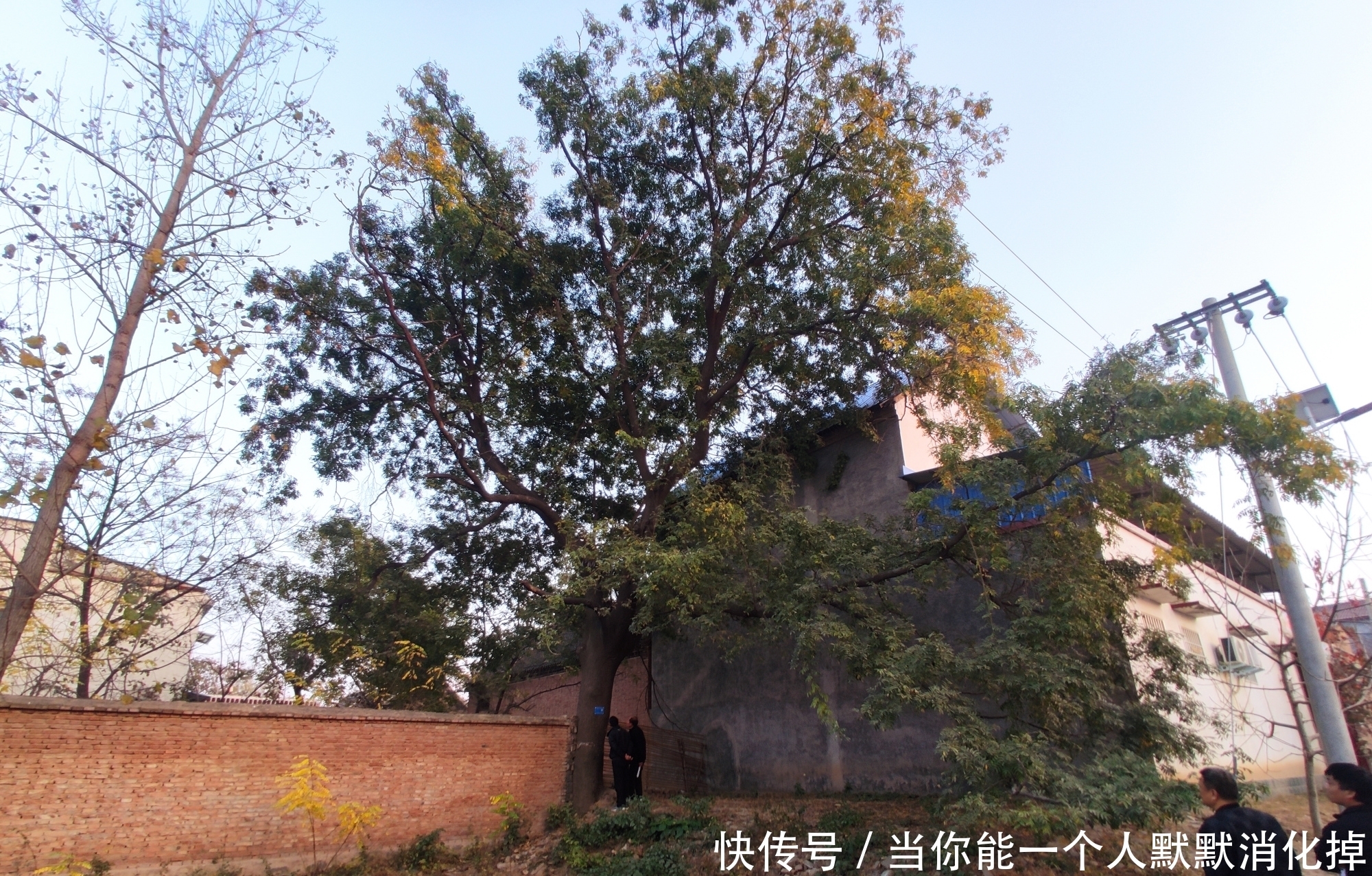 庭院缘何有“门前不栽竹,屋后不栽树”的说法,原因都在这里