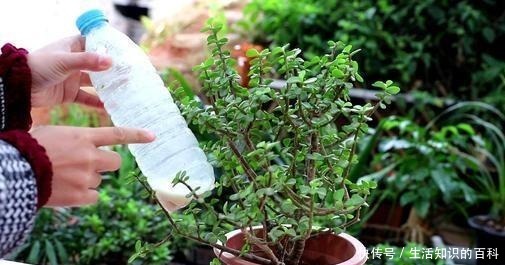 金枝玉叶多修剪,剪出喜爱的造型看着美,养好了长达半米!