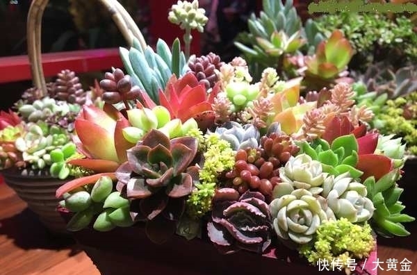 多肉植物|小心你的多肉植物''徒长''了