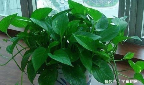 养绿萝也有“小技巧”,学会这3招,黄叶无处逃,轻松变成绿瀑布!