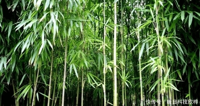 偷吃|先天十大灵根都是什么, 孙悟空偷吃过两种!