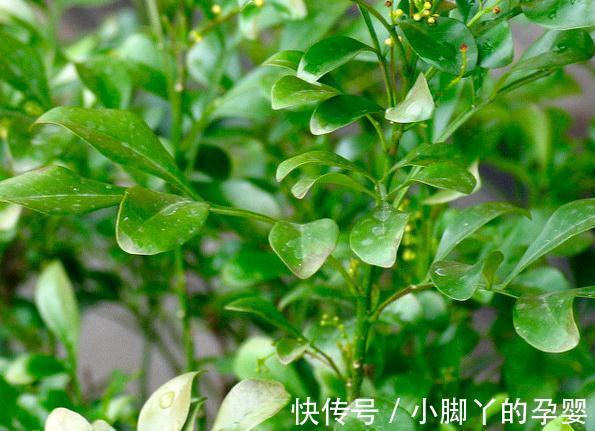 要想盆栽花卉长的旺，万能土不能少