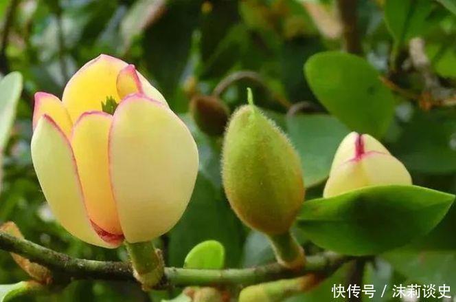 4种花美翻天,全年开花色彩斑斓,入手不亏