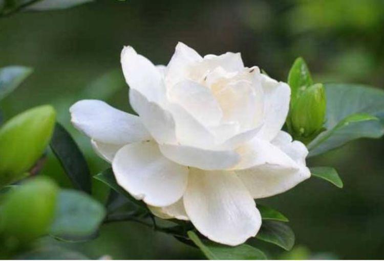 开花量大的几款花卉，开花勤爱爆盆，一年四季花开不停