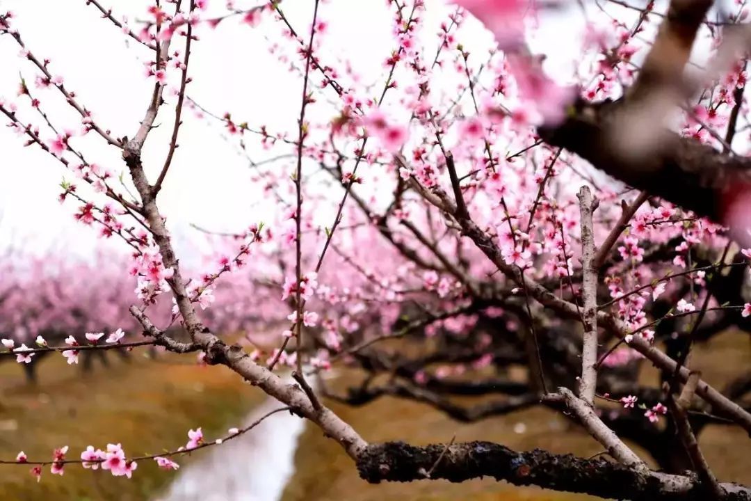 油菜花|古镇村落，采茶赏花你能想到的春天玩法这里都有！