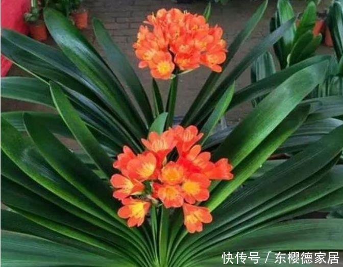 养花就养4种花,好养易活花量大,寓意吉祥人人爱,家里养真适合