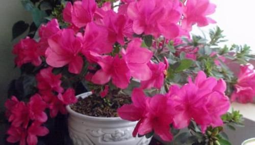 嫌弃鸡鸭粪便臭?不如就用它来养花,无异味,肥效温和又持久