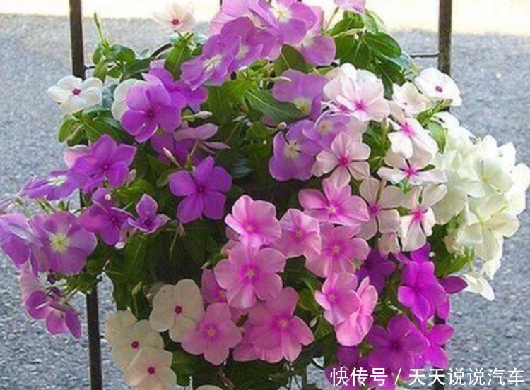 养花试试此四款花,个个好养开爆盆,随便养成花瀑布