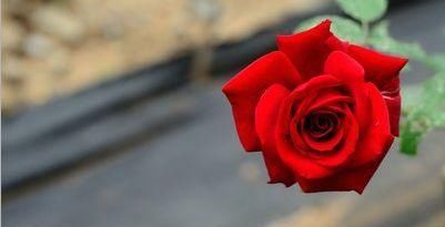 护根|养蟹爪兰,给它喝点这酸水,不仅护根壮芽,花开还四季不断