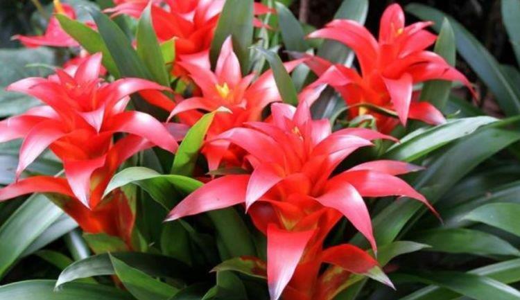 几款艳丽的花卉,漂亮又好闻,花型圆滚惹人爱,值得拥有