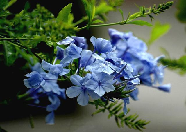 这几种花现在就要扦插,发芽窜枝速度快,下个月能赶上开花