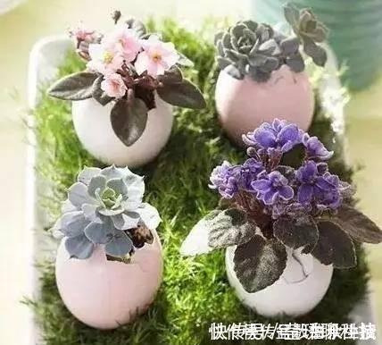 肥料|鸡蛋壳你不要都给我,鸡蛋壳的8种养花秘诀!