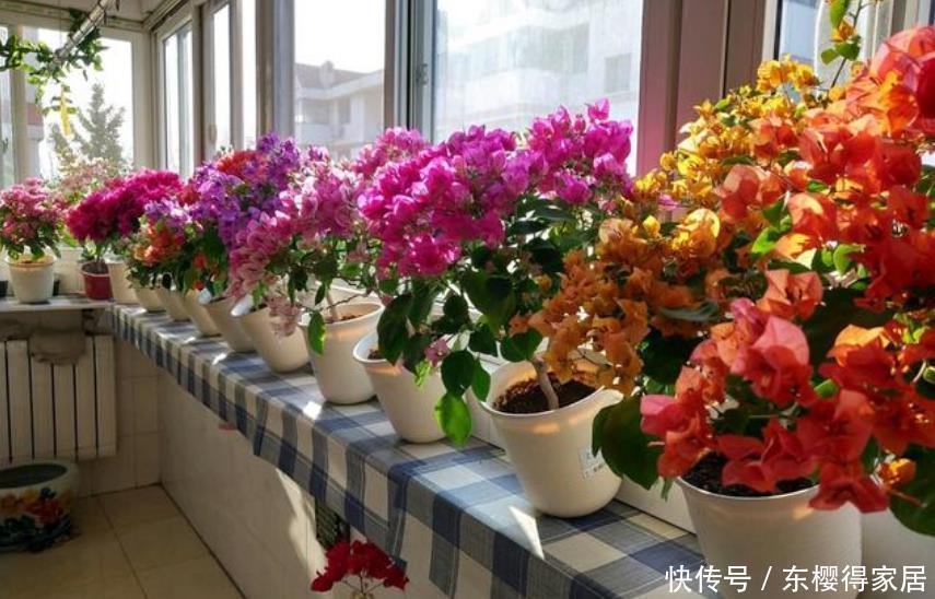 4种花好养又漂亮,花朵大花期长,一开就是300多天!