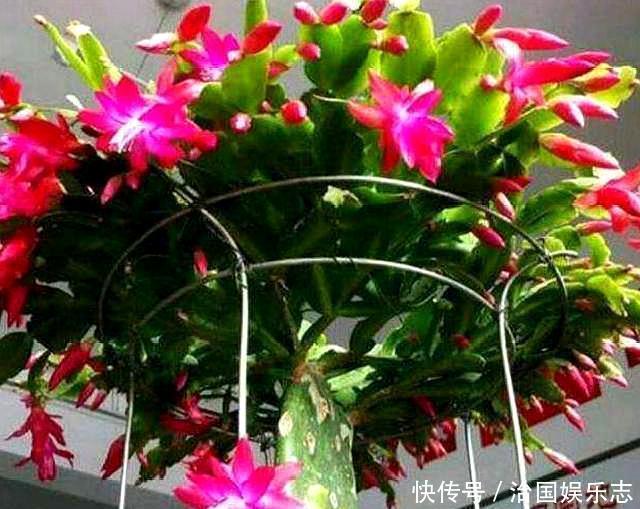 侧芽|仙人掌叶片瘦弱“营养不良”,学会小“绝招”,一年变“壮汉”