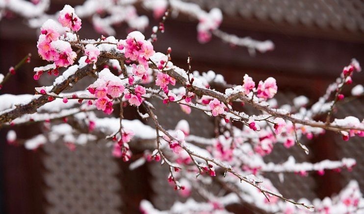 梅花#高僧写下的一首诗,每一句都是至理名言,屡屡被人引用