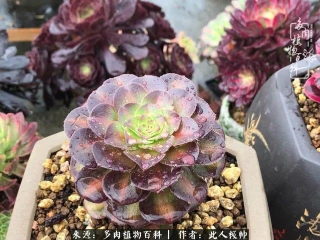 骄阳艳玫瑰,梦幻魔法师!独爱你的百媚千红!