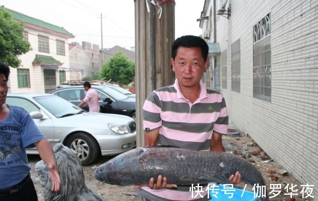 老表|农村小伙钓鱼钓到二十多斤大鱼，杀鱼时在体内发现了...