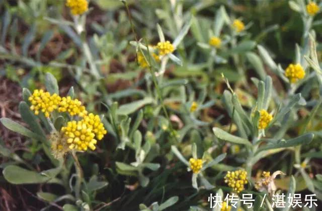 路旁发现这种黄花,赶紧带回家,晒干泡茶清香扑鼻!