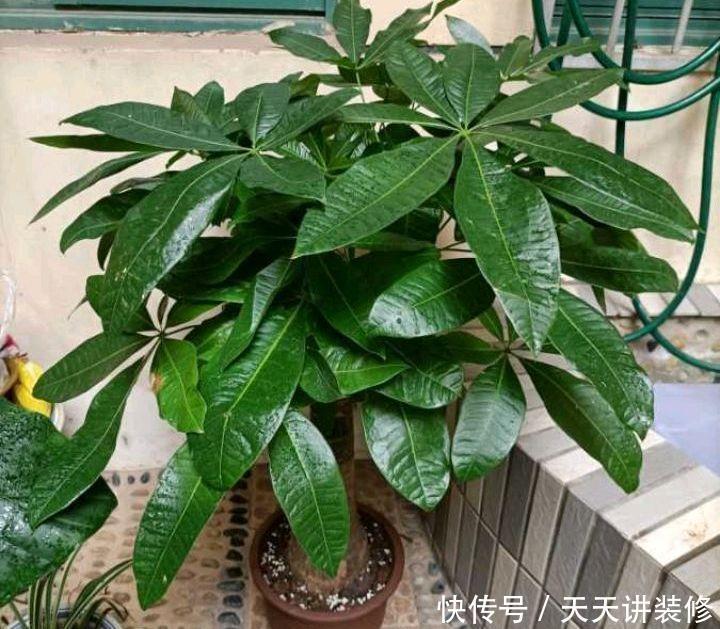 怎样养好发财树盆栽?注意3个小问题,年年翠绿鲜活,叶子多
