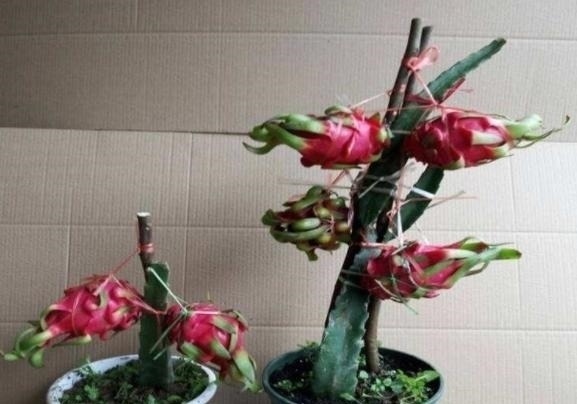 有“3种果核”不要扔,留下一点栽盆里,7天就发芽,来年结果旺盛