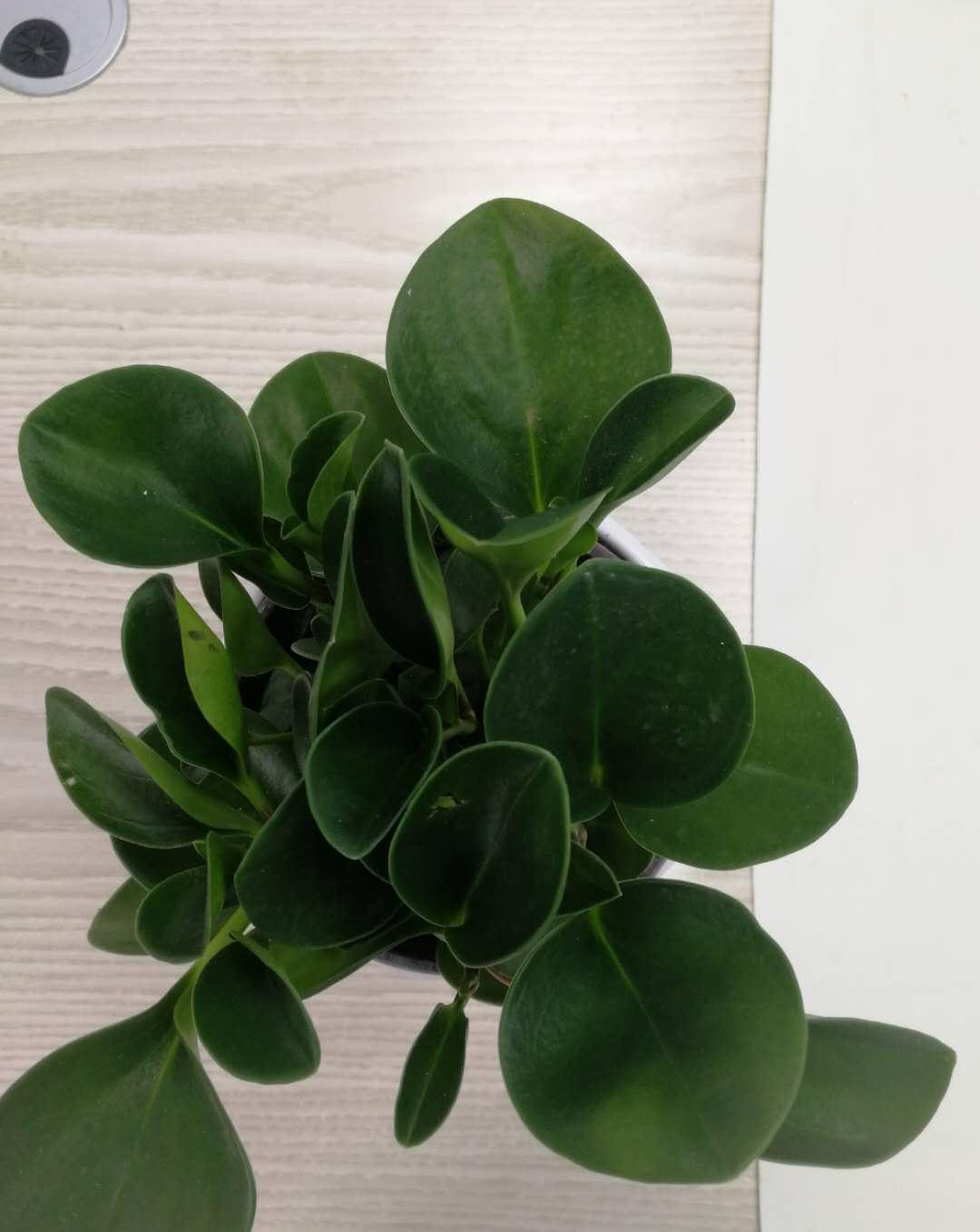 这3种花,最适合放在办公桌,赚钱容易没烦恼,提神又醒脑