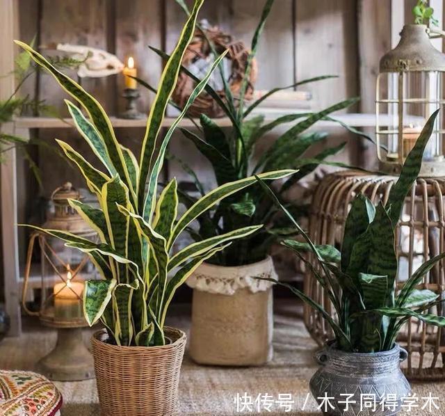 客厅养花就选这六种,寿命长、寓意好,省心又好养,你家养了几种