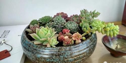 温差|养多肉制造温差,可不可以白天露养温度低,晚上搬到室内温度高?