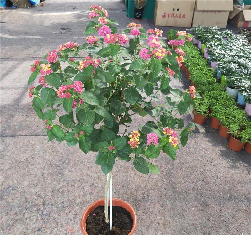 花量|可养成“棒棒糖”的三种花，花期长花朵多造型美，养眼大气不平庸