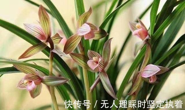 发芽|阳台养兰花,上盆做好5步骤,兰花发芽长得壮,年年开花香