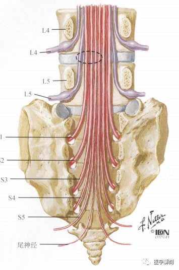 脊髓与脊神经|奈特解剖图谱 | 解剖图谱