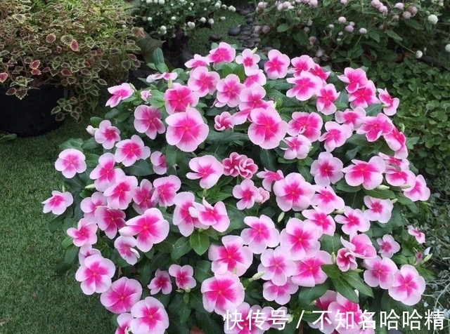 植株|4种花“欠修理”，不修不旺，剪剪花多，别舍不得