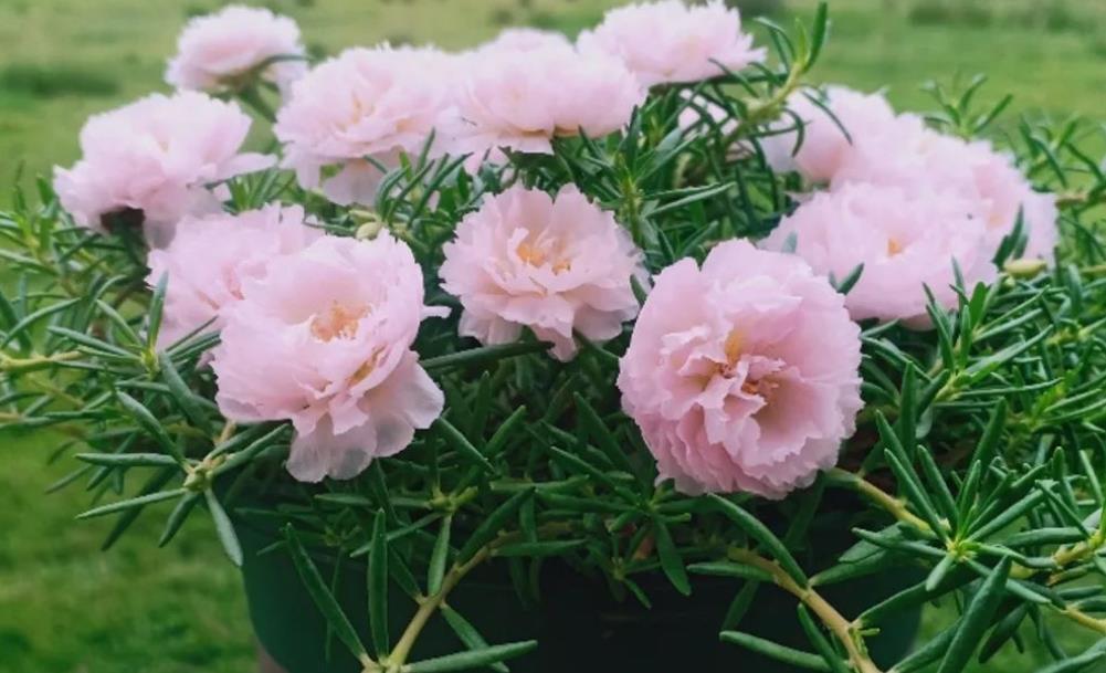 太阳花|夏季养花首选:太阳花,盆栽扦插天热长得好,更易出状态