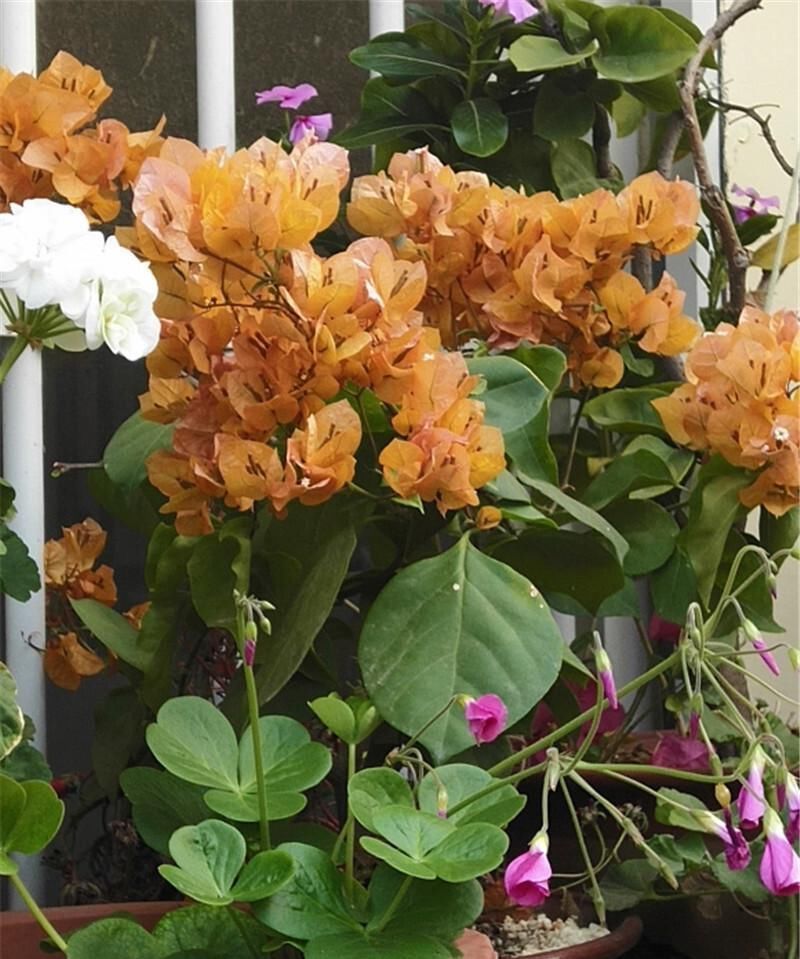 想让三角梅爆花掌握“一少一多”,轻松让它化身开花机器