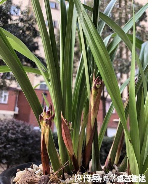 吊盆|兰花通风那么重要,为什么很少人用吊盆养呢