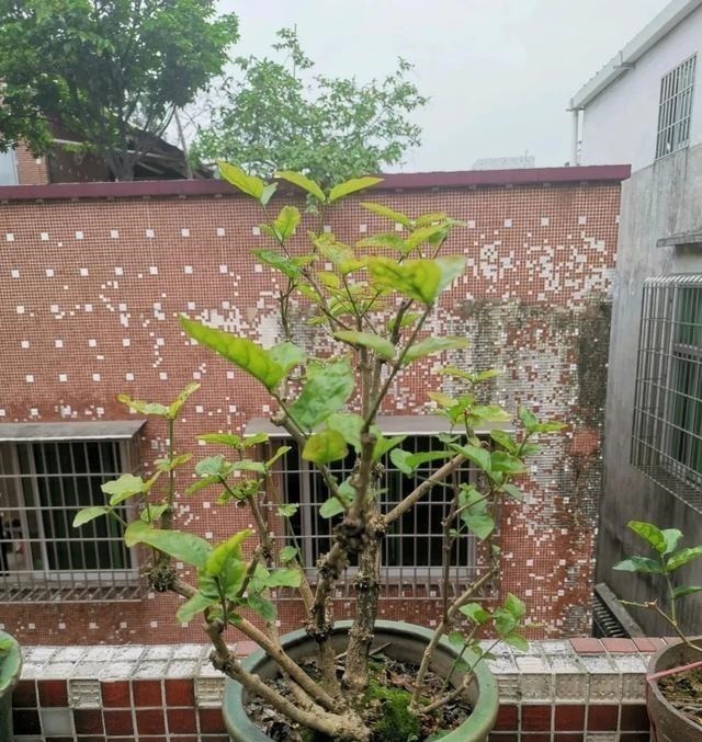 茎干|3种花养在小盆里，2年变老桩，茎干粗壮开花香，1次能开50朵