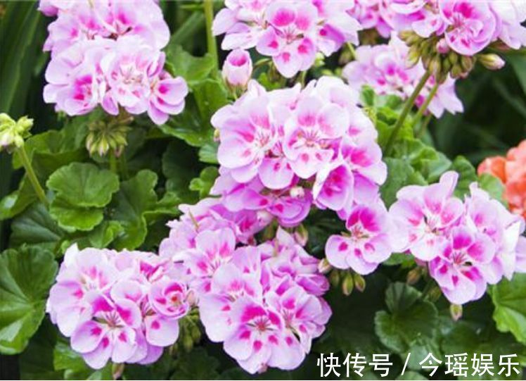 丽格海棠|3种花美如仙,完胜牡丹还好养,给点水就疯长,寓意吉祥福连连!