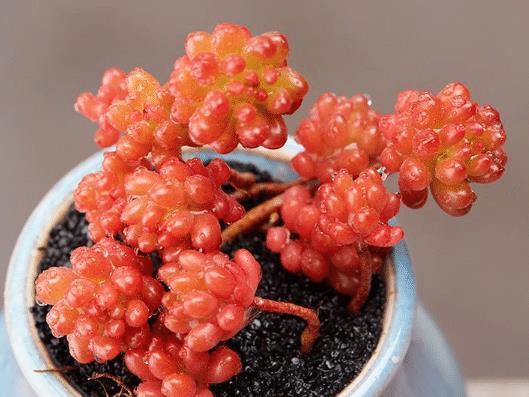 多肉植物颜色不红,怎么办?教你2招,叶子变得肉嘟嘟,鲜艳发亮