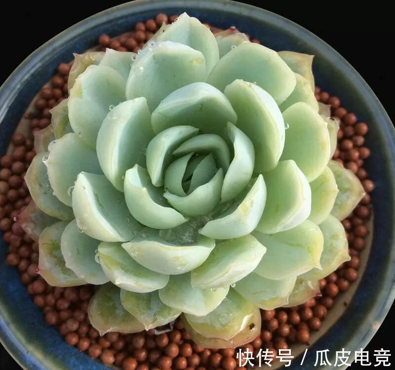 谁说多肉都是一个样，她养的多肉就与众不同，叶片如花，香气浓郁