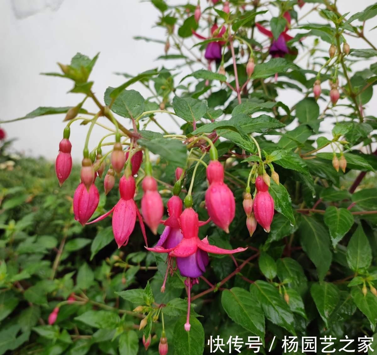 倒挂金钟|倒挂金钟夏天养不活?是你方法不对,注意温度,安稳度夏