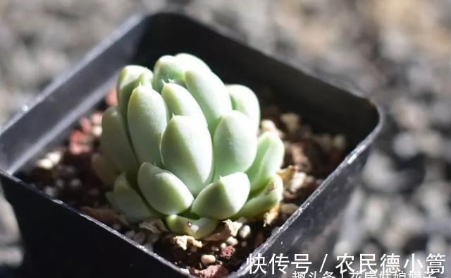 新手选这些“普货”多肉来养，好养又省心，养出状态来也很漂亮