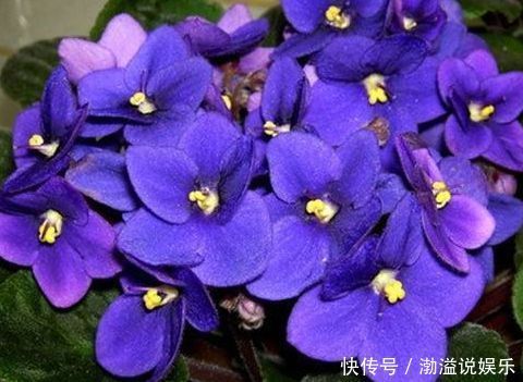 紫罗兰|“牡丹名品”岛大臣,花色红颜,花枝招展,堪称养花必备