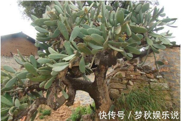 仙人掌果|男子10年前随手种下的一棵仙人掌,10年后竟给他带来一笔意外财富