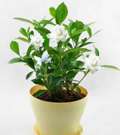 养好栀子花,要天天“风流”,不黄叶不烂根,,一次开花上百朵