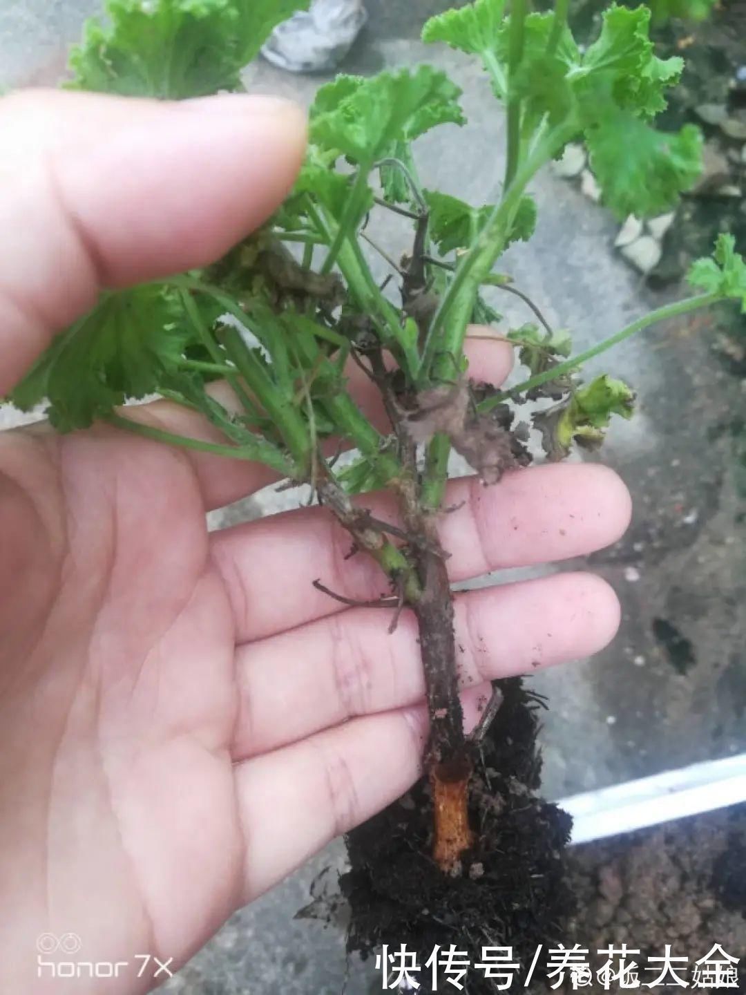 9种花,夏天休眠了,一定少浇水,否则越浇越死