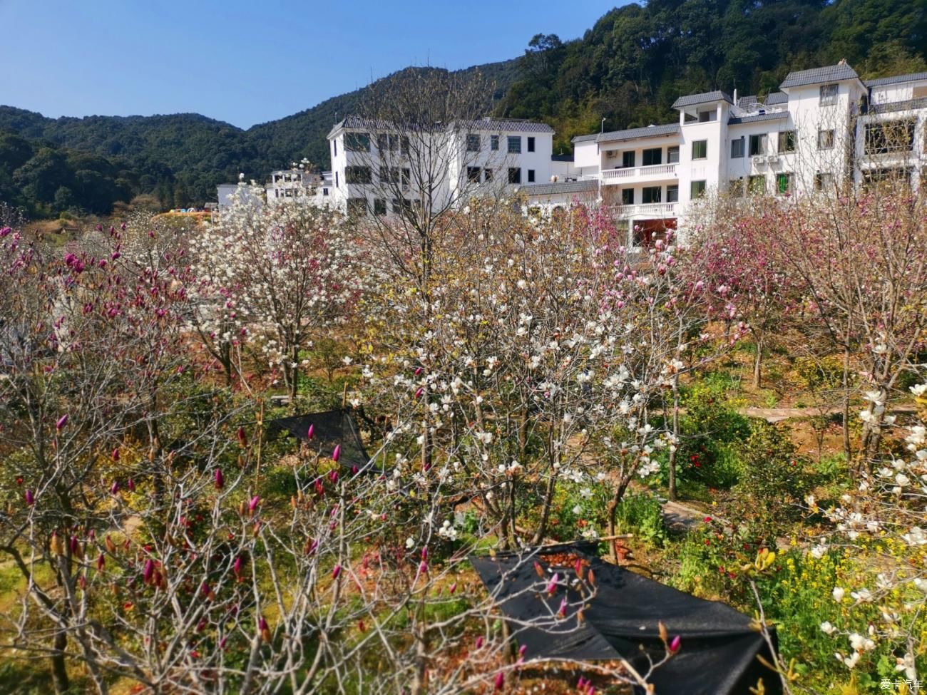 闲游阿婆六茶花谷