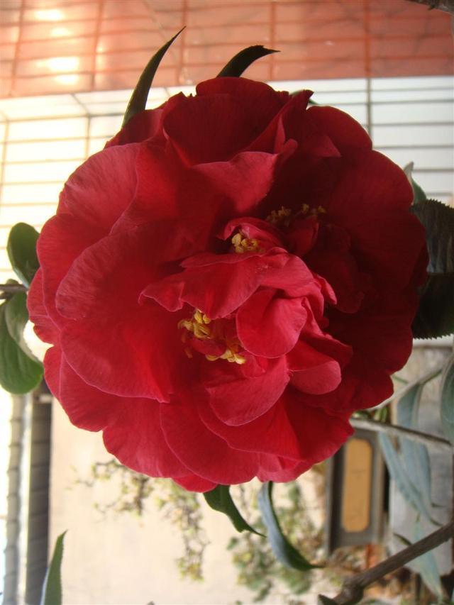 比牡丹还美的花卉，花色艳、香味浓、花期长，长势旺盛，优点众多