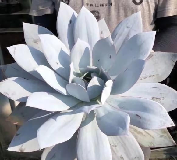 他用水缸养多肉,2年养出巨无霸晚霞,肉友头一次见