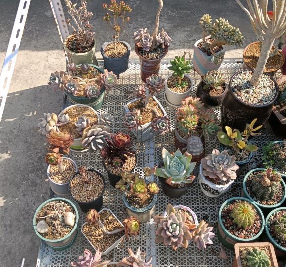 多肉|夏天养多肉,3个“痛点”别忽视,肉肉难长大,摊大饼,难度夏